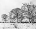 Sugar Hill Farm #2